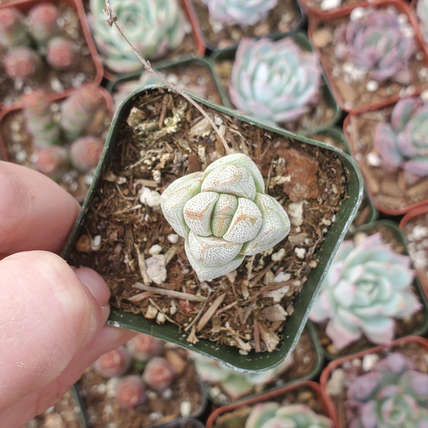 Crassula deceptor